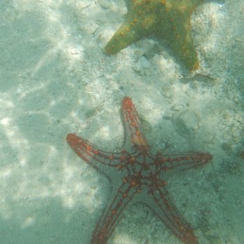 Zeesterren tijdens de blue lagoon excursie 