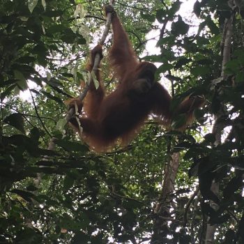 Orang Oetan in Bukit Lawang