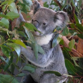 Koala in Lone Pine Koala Sanctuary