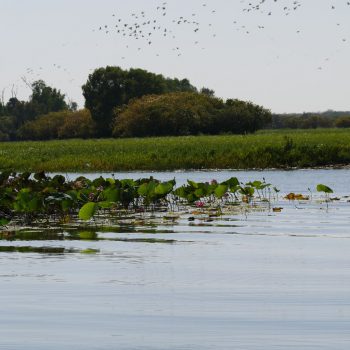 Yellow Water Billabong in Kakadu NP
