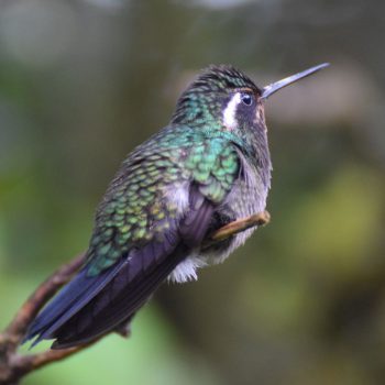 Kolibri