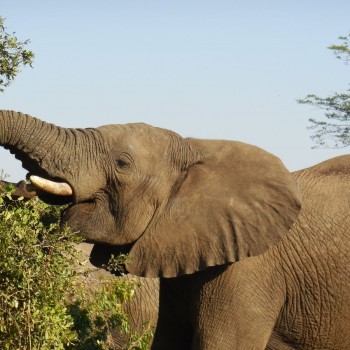 Olifant up-close in Hluhluwe