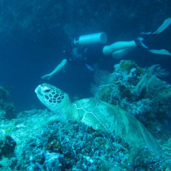 Zeeschildpad
