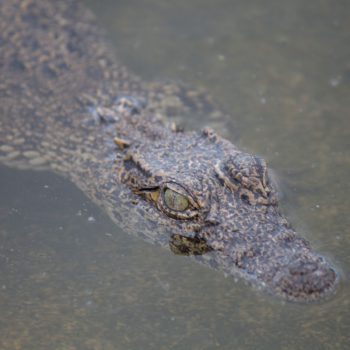 Krokodil