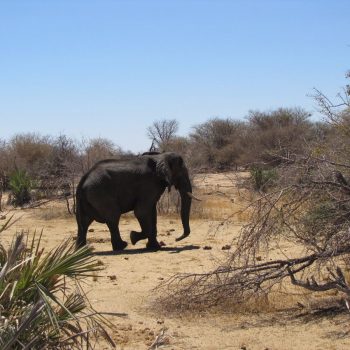 Olifant in Moremi NP