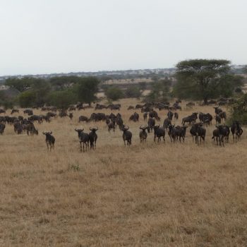 Great migration Serengeti 