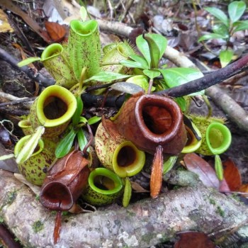 Vleesetende plant in the rainforest bij Sandakan