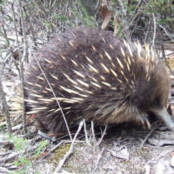 Echidna