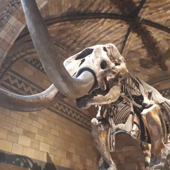 Natural history museum.