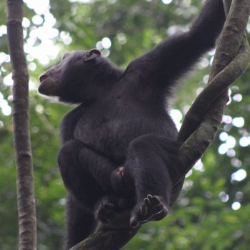 Contact zoeken met andere chimps