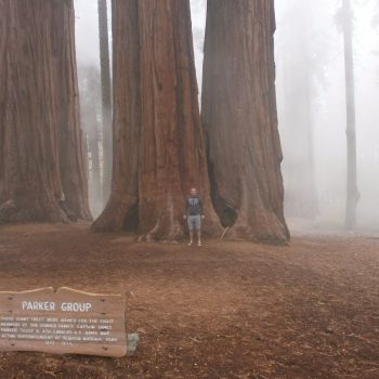 The parker group. Wat een enorm grote bomen!