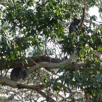 Koala's langs de Great Ocean Road
