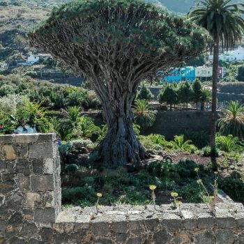 Drakenbloedboom in Icod de los Vinos