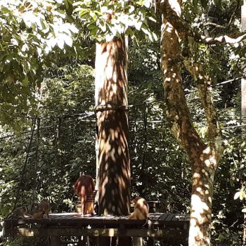 Orang-Oetan Sanctuary Sepilok