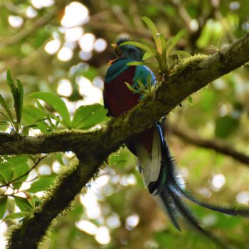 Quetzal