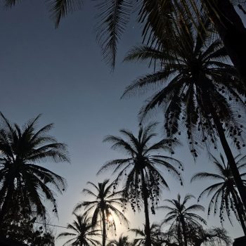 Palmbomen en strand