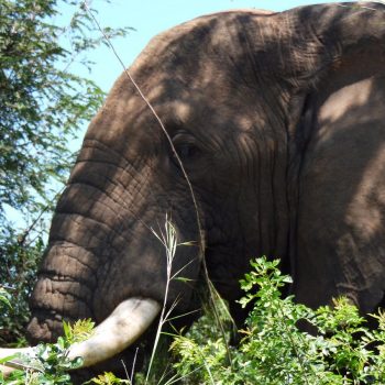 olifant vlakbij de auto in Murchinson