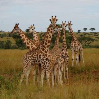 Mooie giraffen bij Murchison Falls