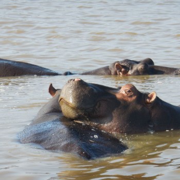 hippo safari