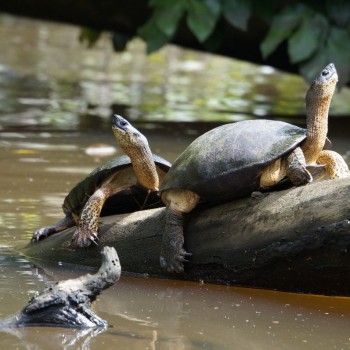 Tortuguero is het schildpadden broedgebied