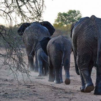 Olifanten prachtig op een rij in het Kruger NP