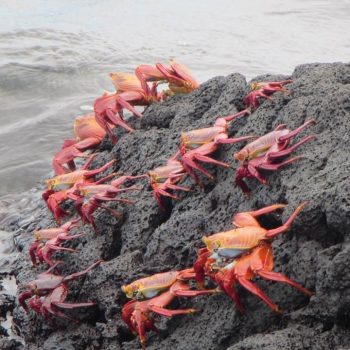Krabben op de Galapagos