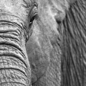 David Sheldrick´s Elephant Orphanage