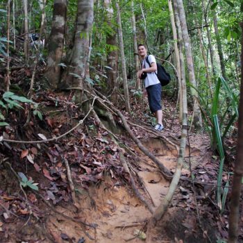 een junglepad in de taman negara