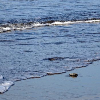  Juan Venado Island Nature reserve baby zeeschildpadden