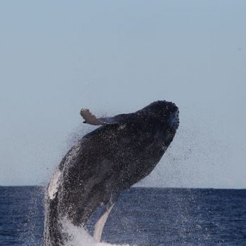 Whalewatching