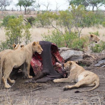 Kruger NP