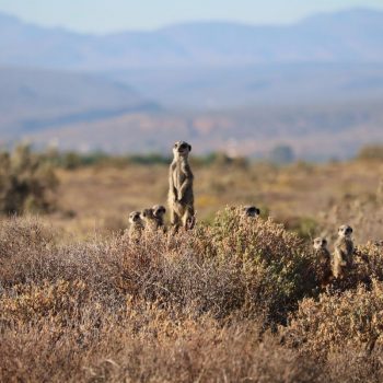 Meerkats adventure @ Oudtshoorn