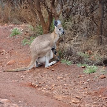 Kangaroo met baby