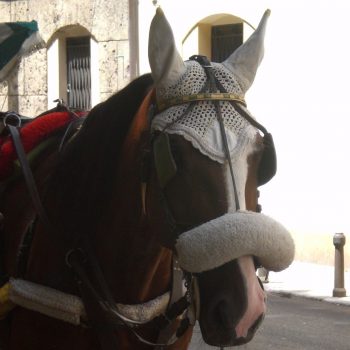 hand made hoofddeksel, Palermo