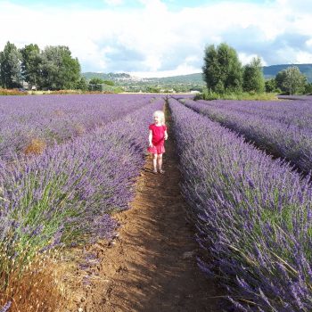 Lavenel in de Luberon
