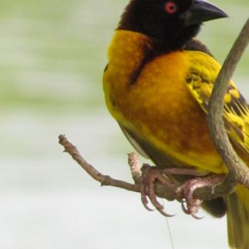 Gambia vogelaars paradijs