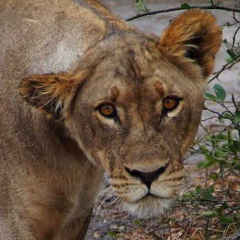 Leeuw  heel dichtbij in Chobe