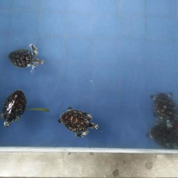 Schildpadden opvang