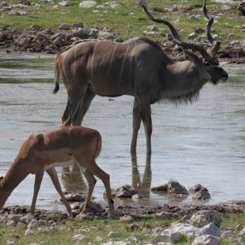 Veelheid aan dieren