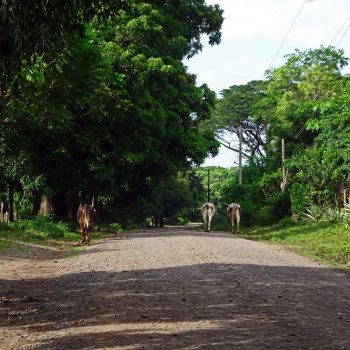 Runderen op de weg in Merida