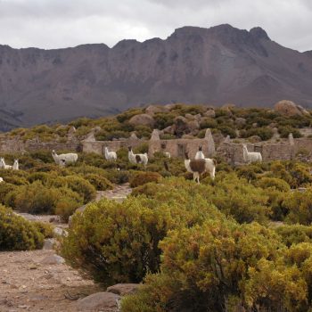 Reserva Nacional las Vicunas