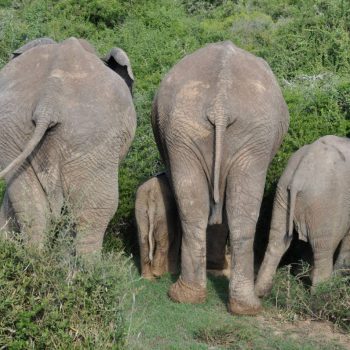 Addo - de familie