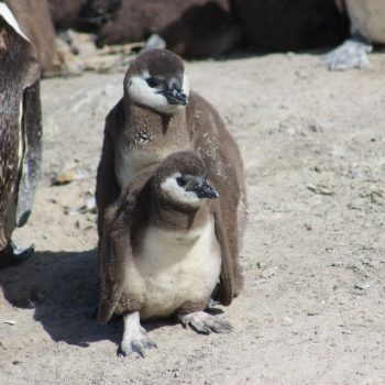 Pinguins bij Boulders Beach