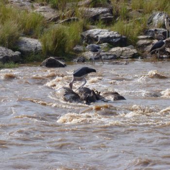 Overleden wildebeesten na de migratie oversteek Masai Mara