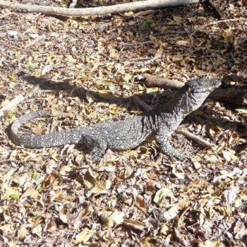 Goanna op Long Island