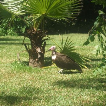 gieren in de tuin van het hotel