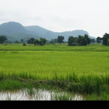 Platteland Battambang, prachtige rijstvelden!