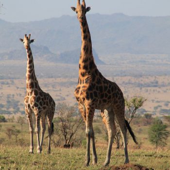 Nieuwsgierige giraffes in Kidepo National park