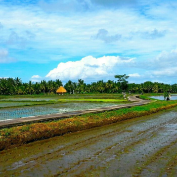 Rijst terassen in Ubud
