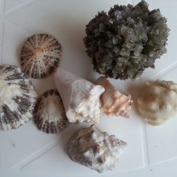 Schelpen van 't strand en zout uit de Sallinas